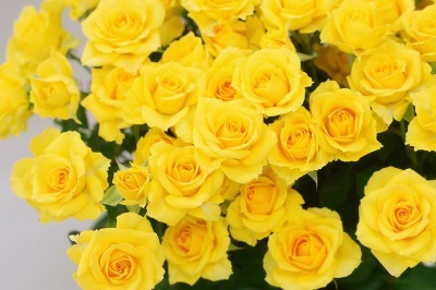 黄色い薔薇R.jpg