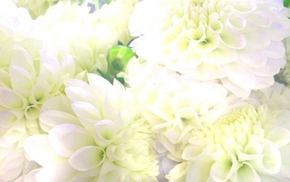 flower.jpg